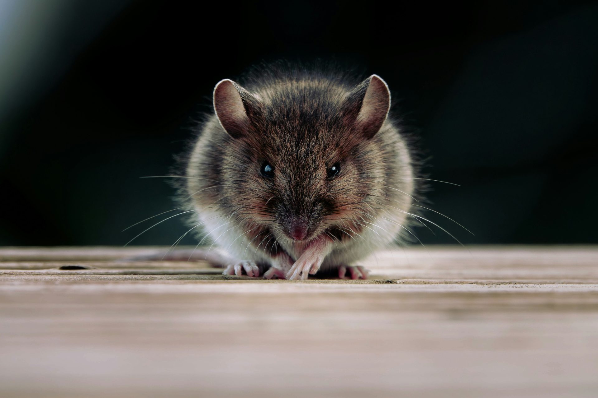 A small mouse sitting on a wooden surface